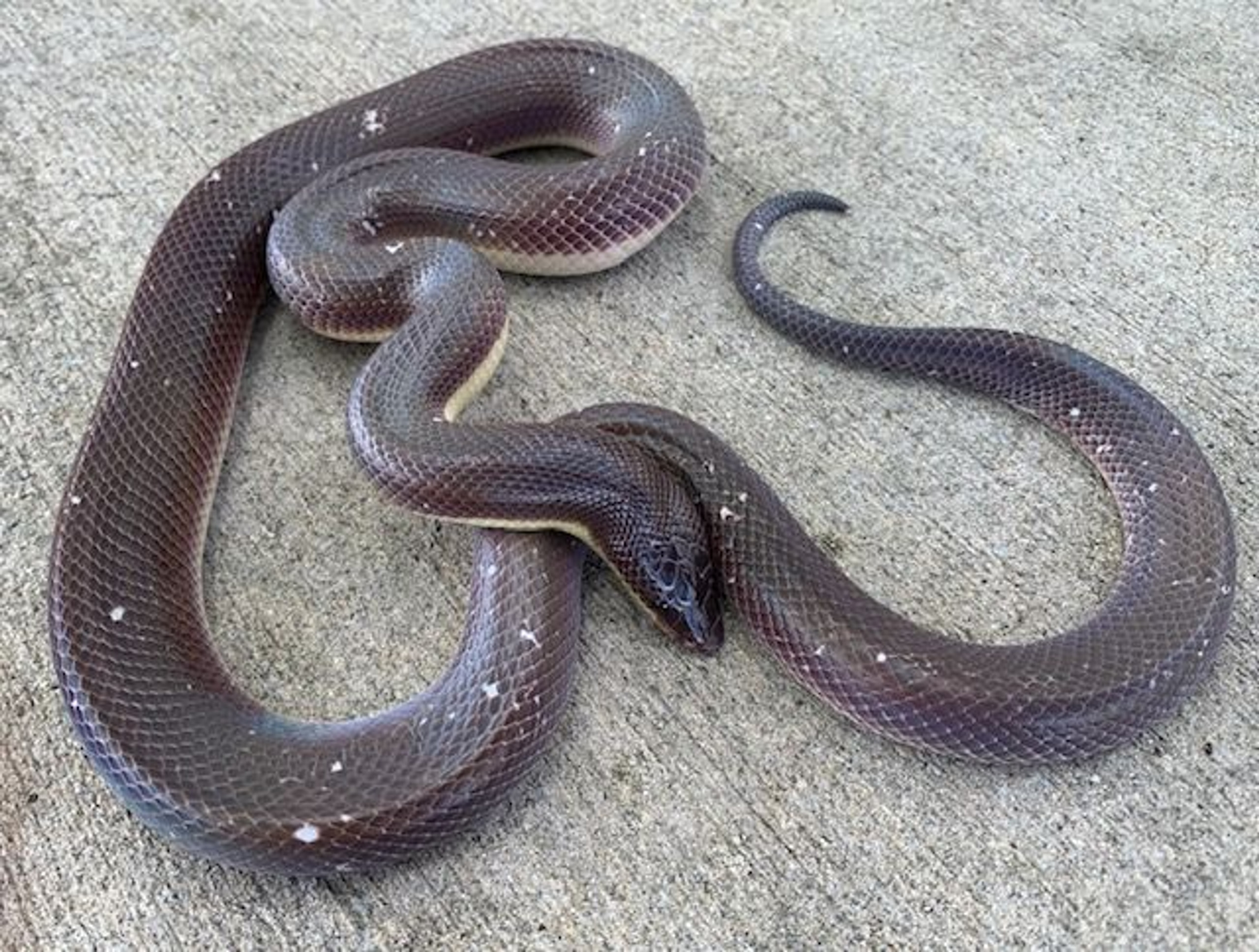 Snakes For Sale