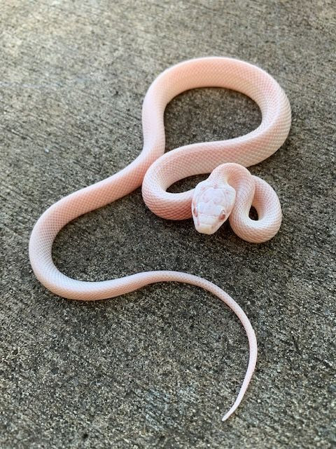 Coral Snow Corn Snakes for sale | Snakes at Sunset