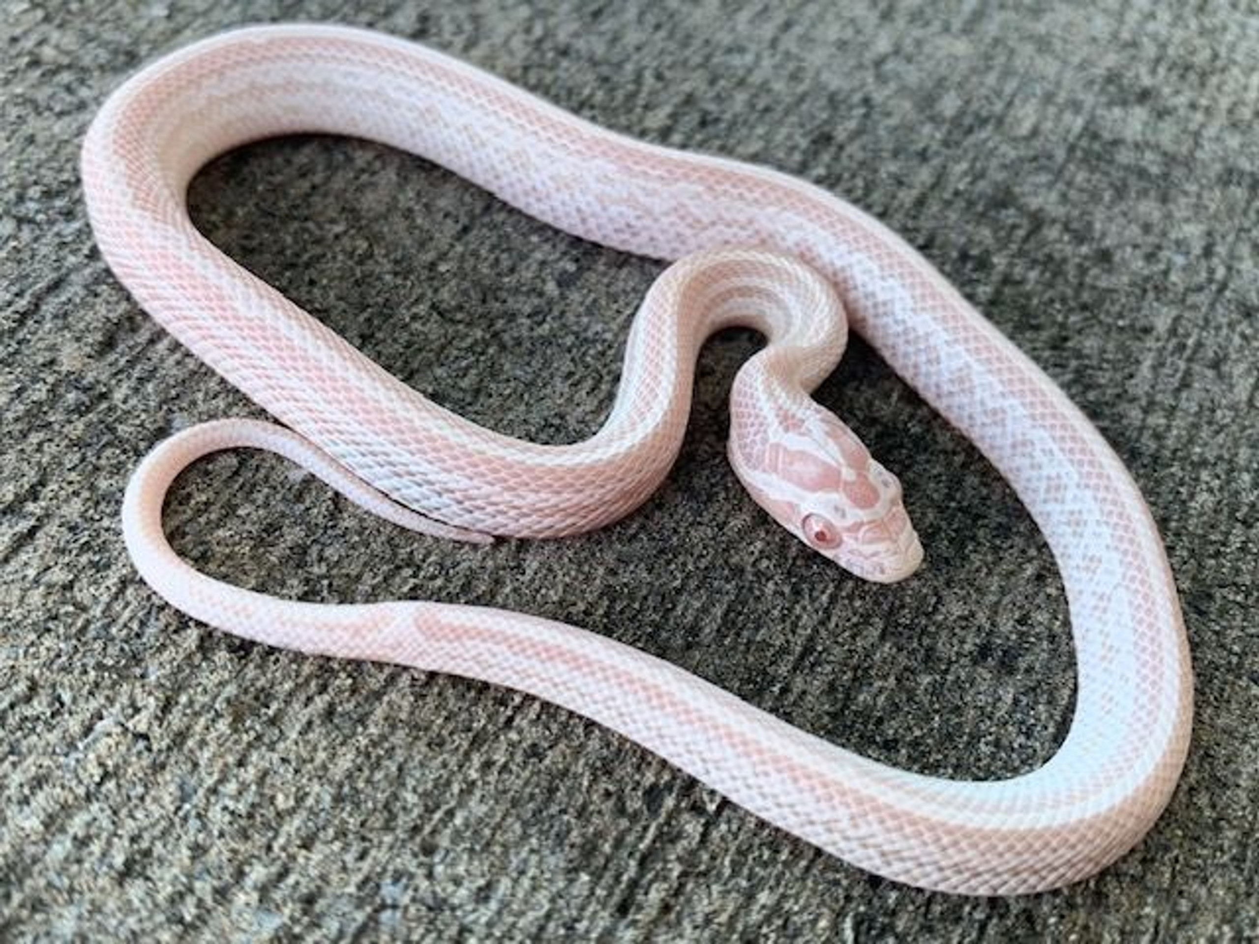 Coral Snow Corn Snakes for sale | Snakes at Sunset