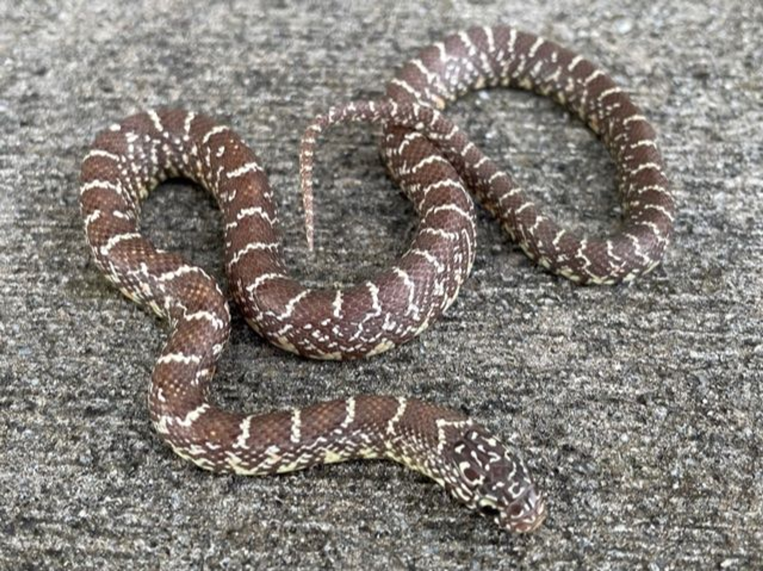 Peanut Butter Florida King Snake for sale Snakes at Sunset