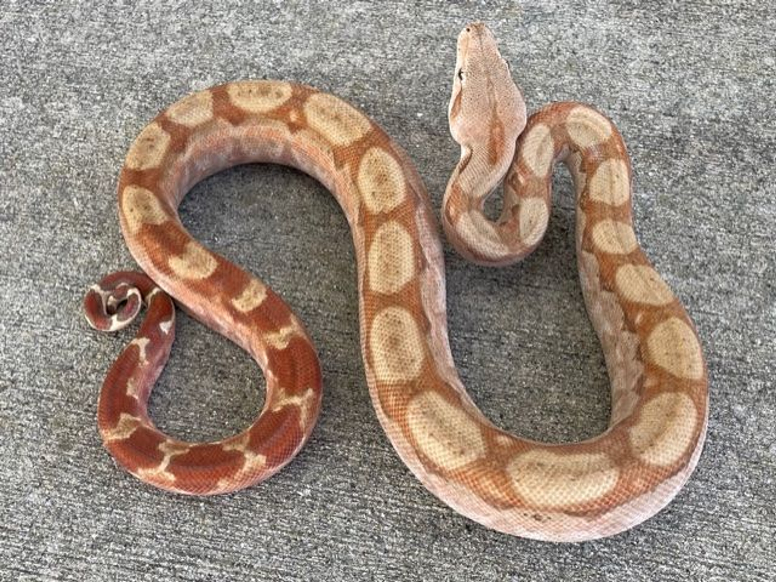 lavender albino boa constrictor