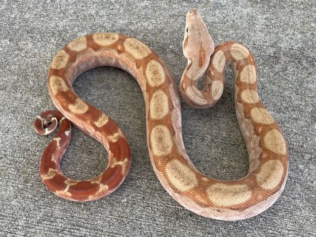Albino Boa Constrictors for sale Snakes at Sunset