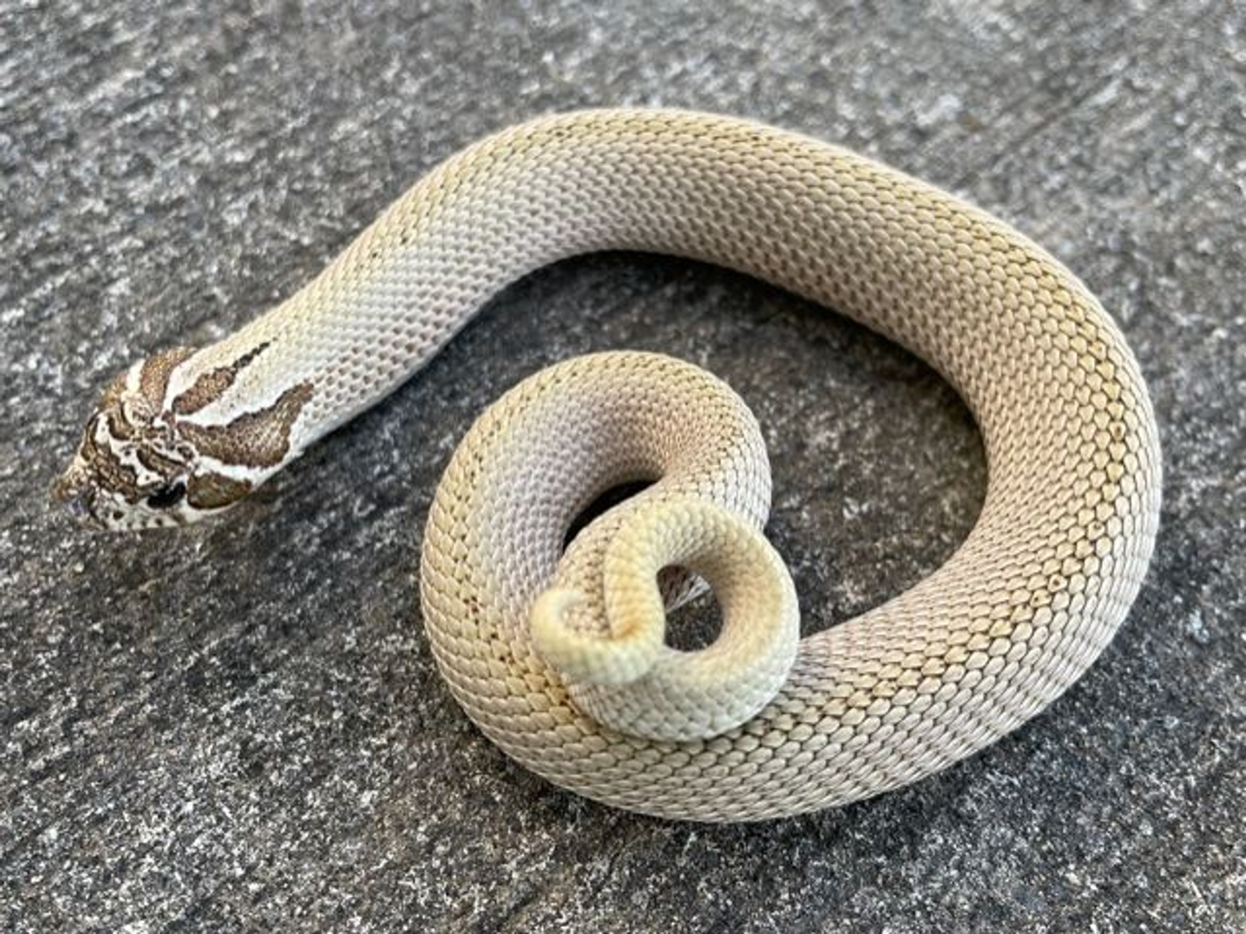 Snow Western Hognose Snake for sale Snakes at Sunset