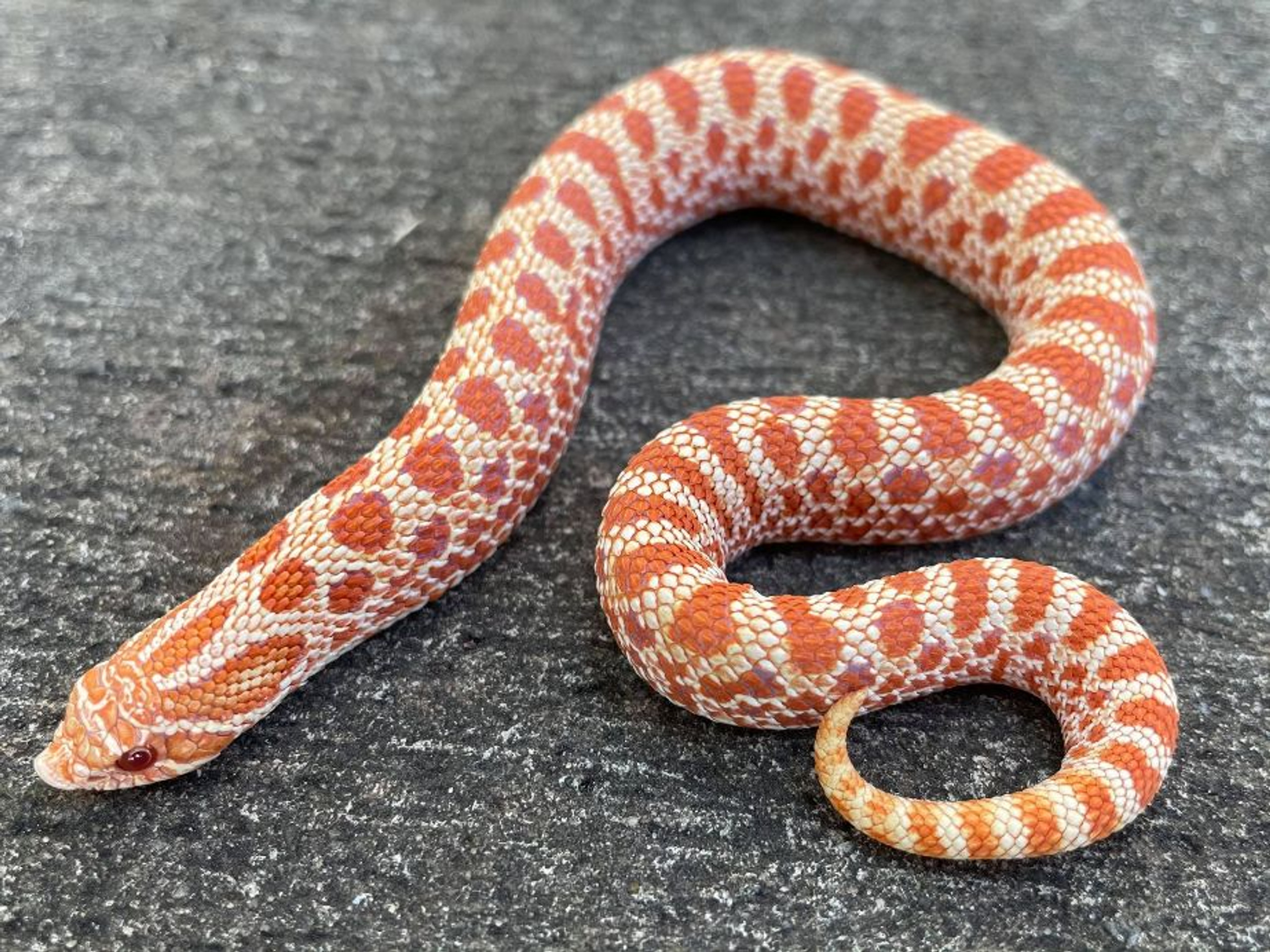 Hognose Snakes for sale | Snakes at Sunset