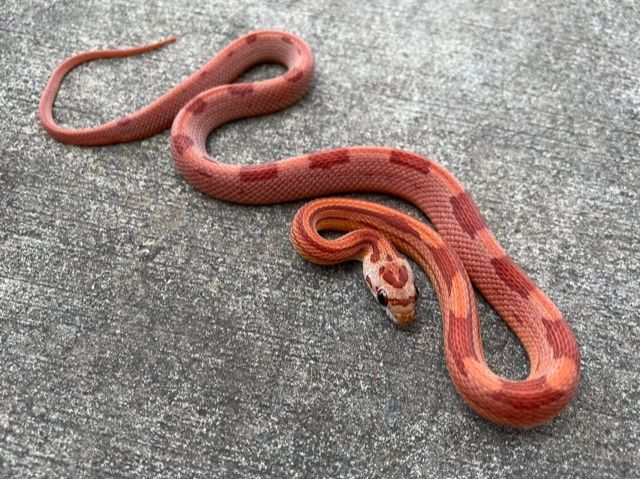 Sunkiss Stripe Corn Snakes for sale Snakes at Sunset