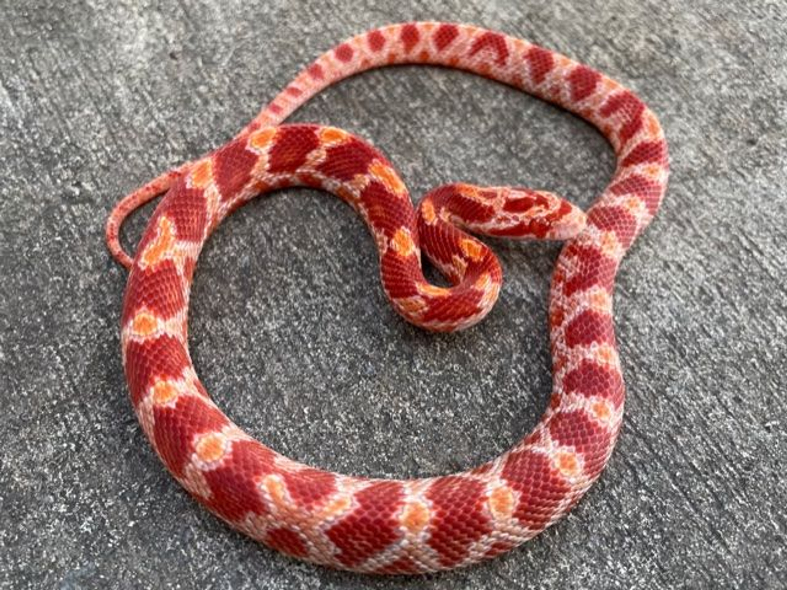 Albino Corn Snake Price - How do you Price a Switches?