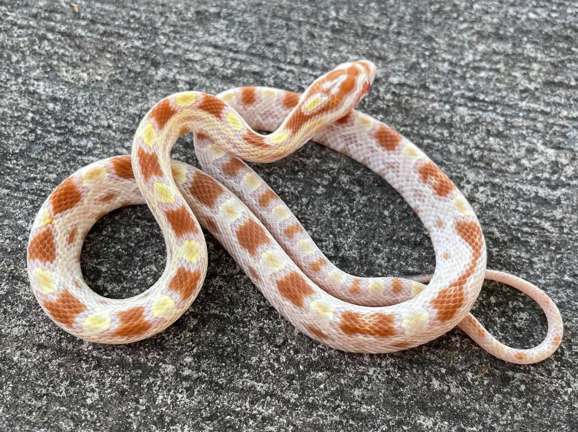 Extreme Okeetee Butter Corn Snakes for sale Snakes at Sunset