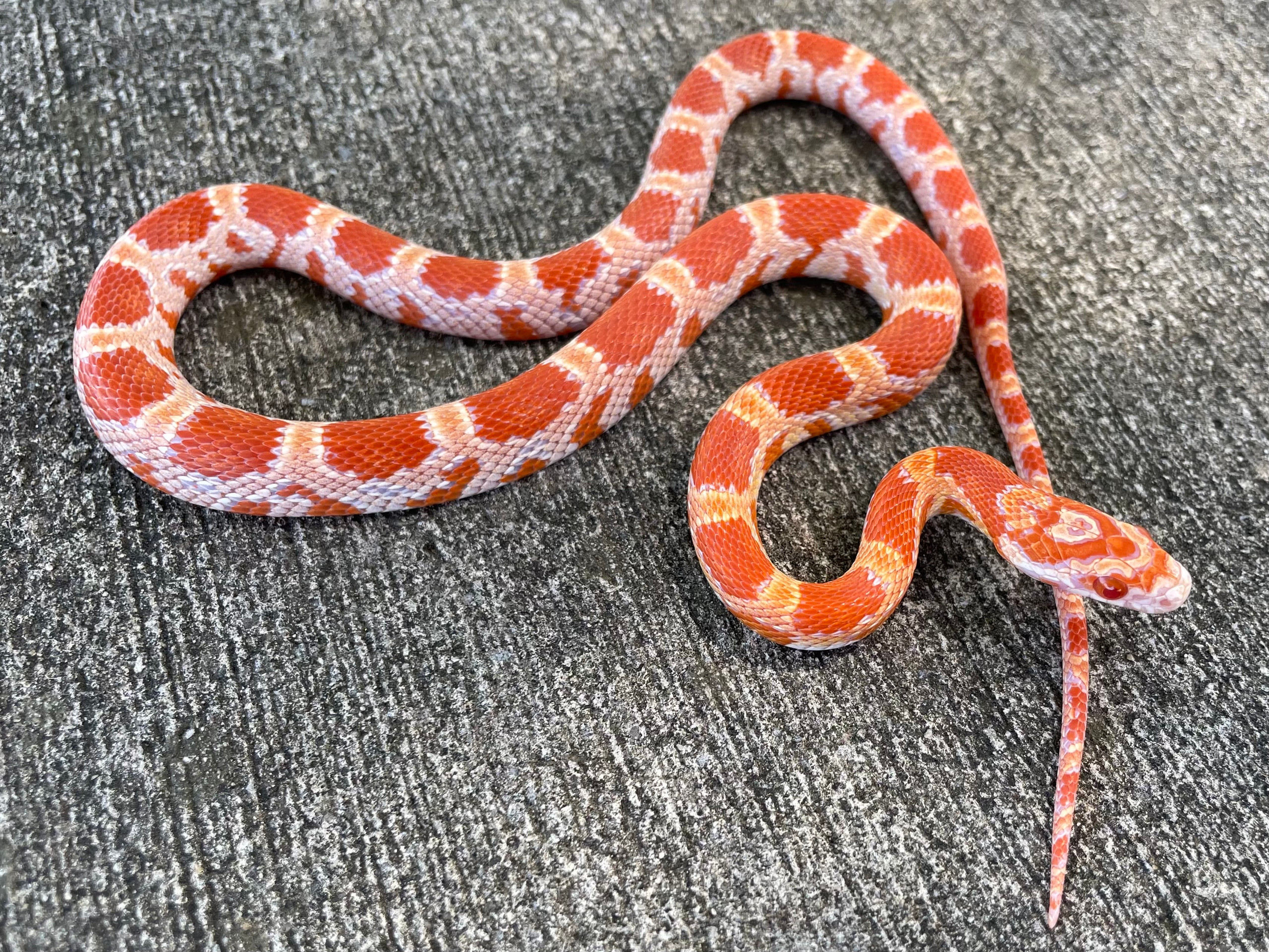 Anery Sunkissed Corn Snakes for sale Snakes at Sunset