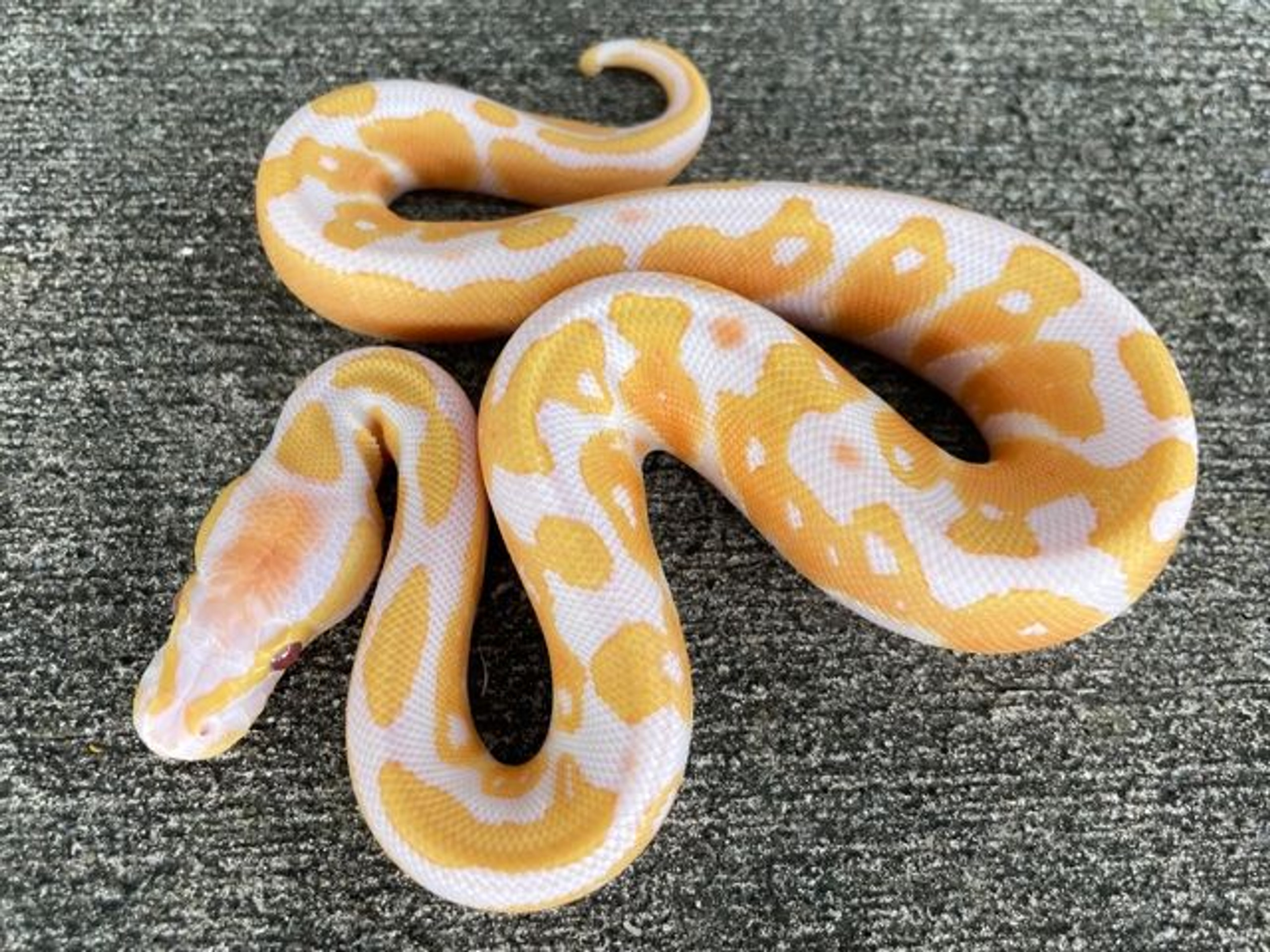 Lavender Albino Ball Python for sale | Snakes at Sunset