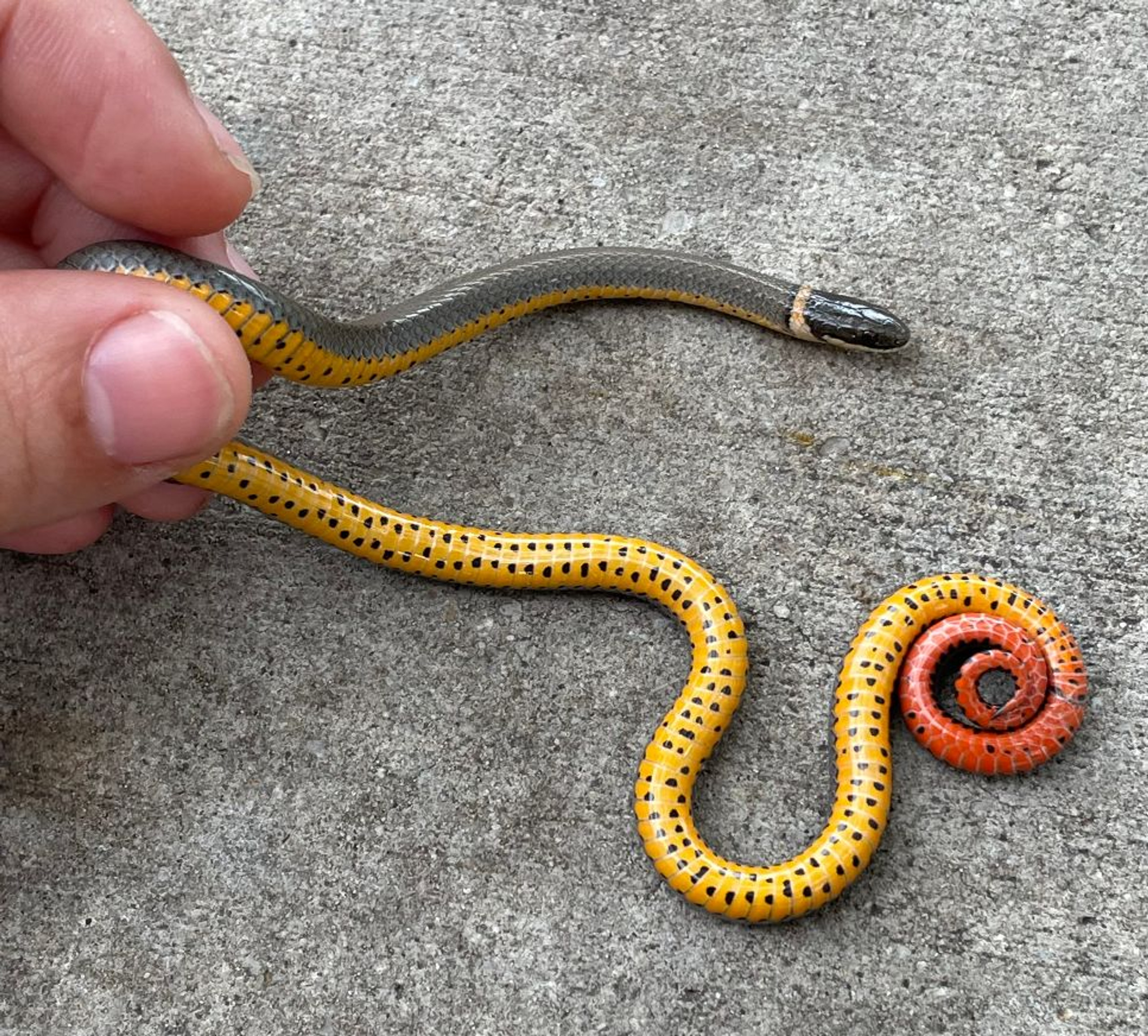 Ring Neck Snakes for sale (Diadophis punctatus)