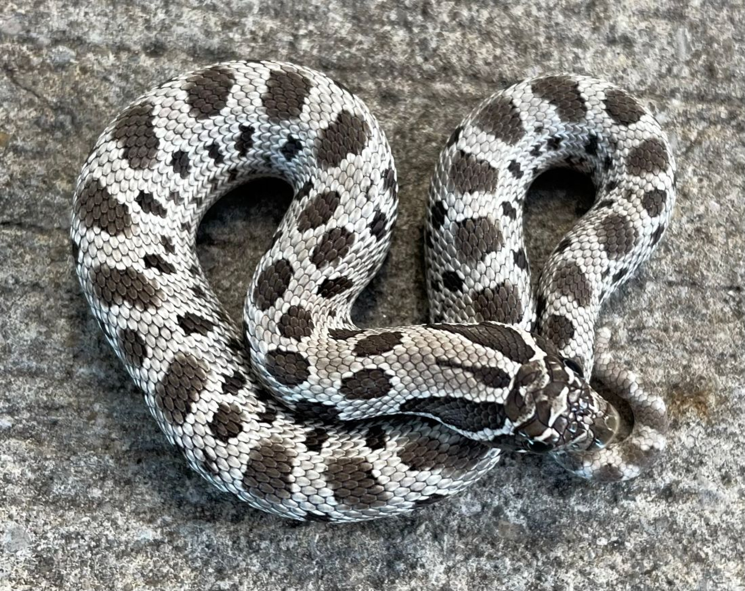 Anaconda Axanthic Western Hognose Snake for sale Snakes at Sunset