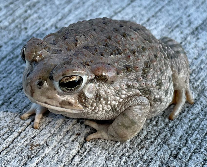 Texas Toad for Sale