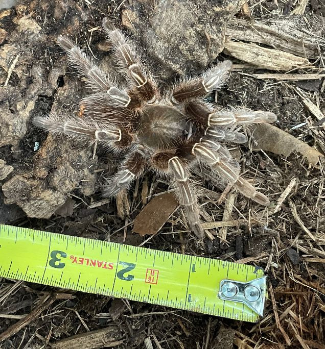 Stripe Knee Tarantula for sale Snakes at Sunset