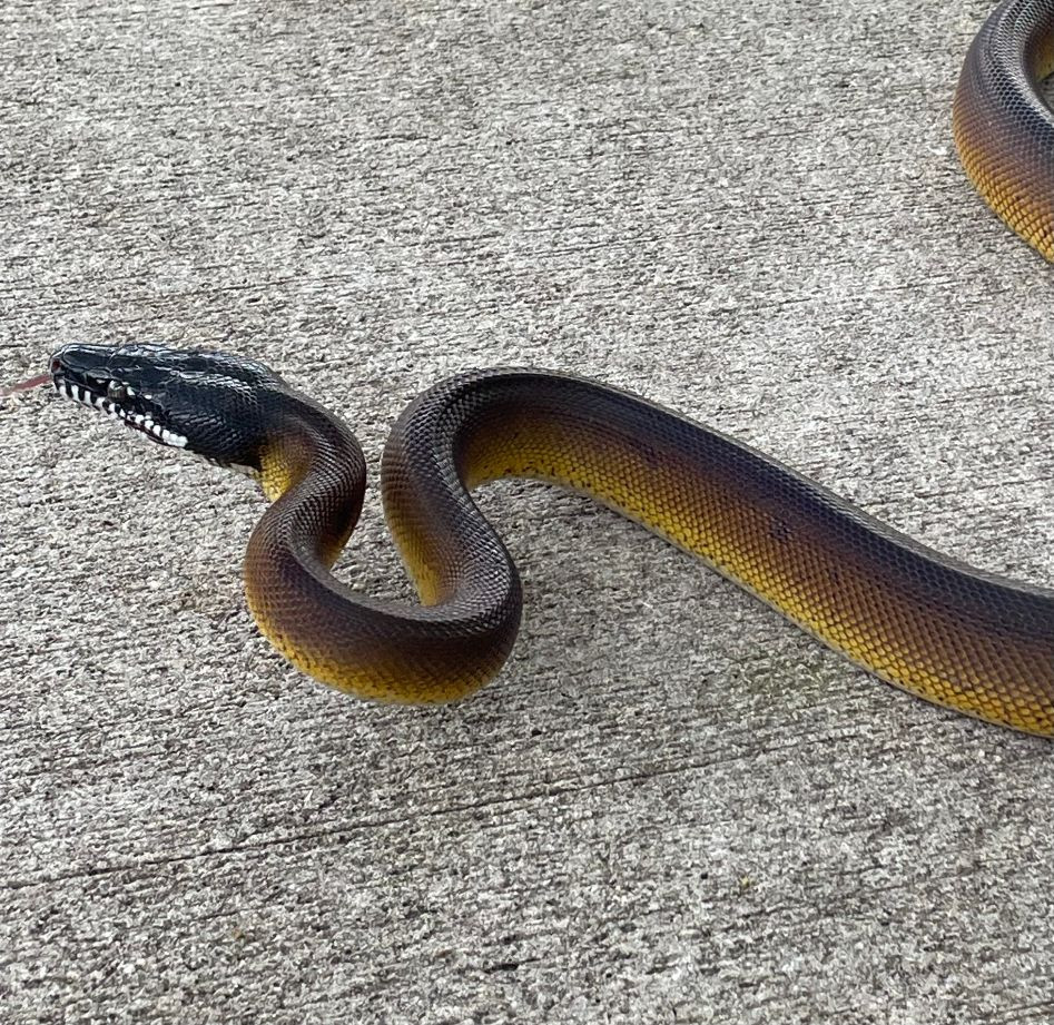 D'Alberts Pythons for sale | Snakes at Sunset