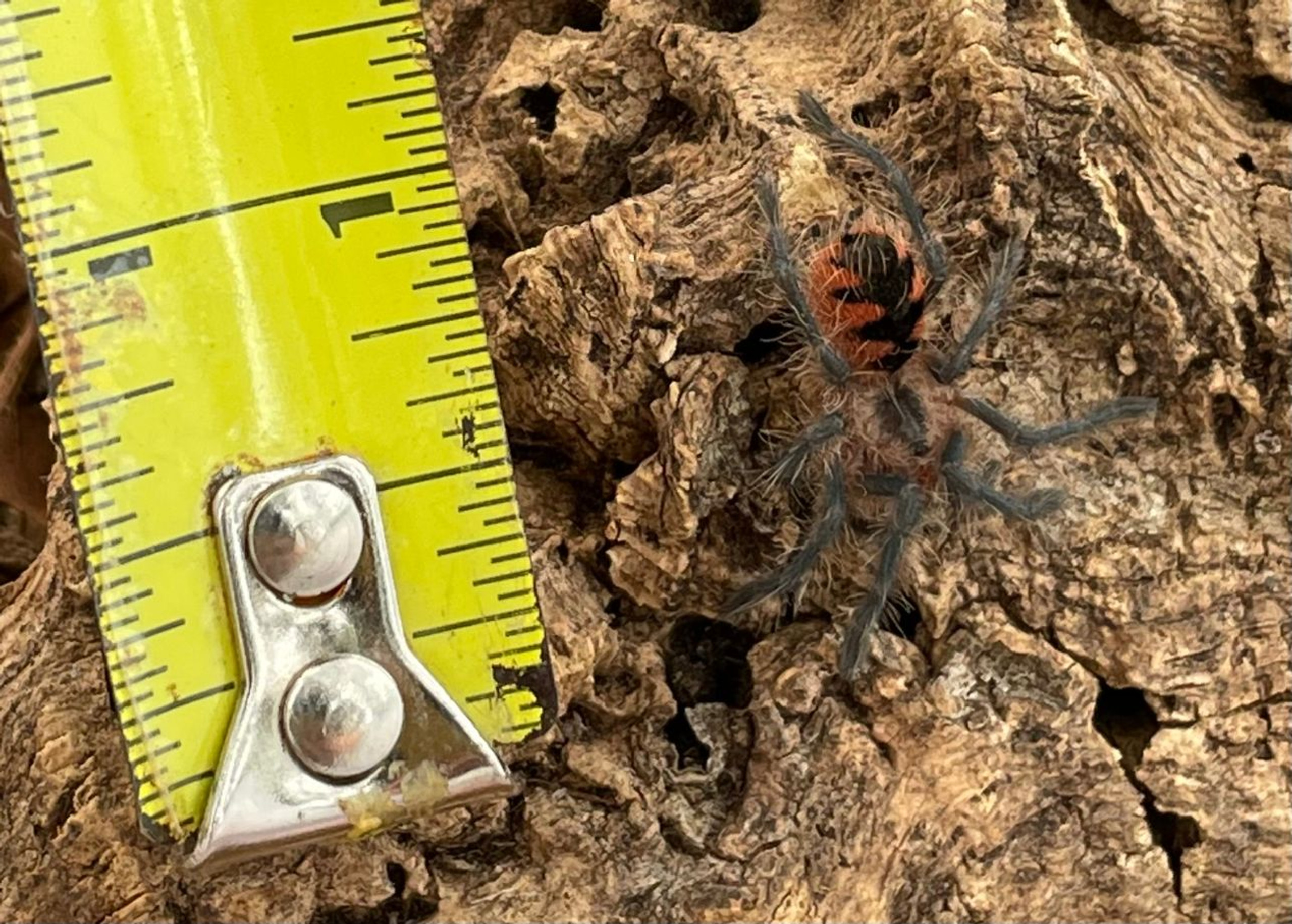 Costa Rican Goliath Bird Eater for sale (Pamphobeteus sp. ) Snakes at