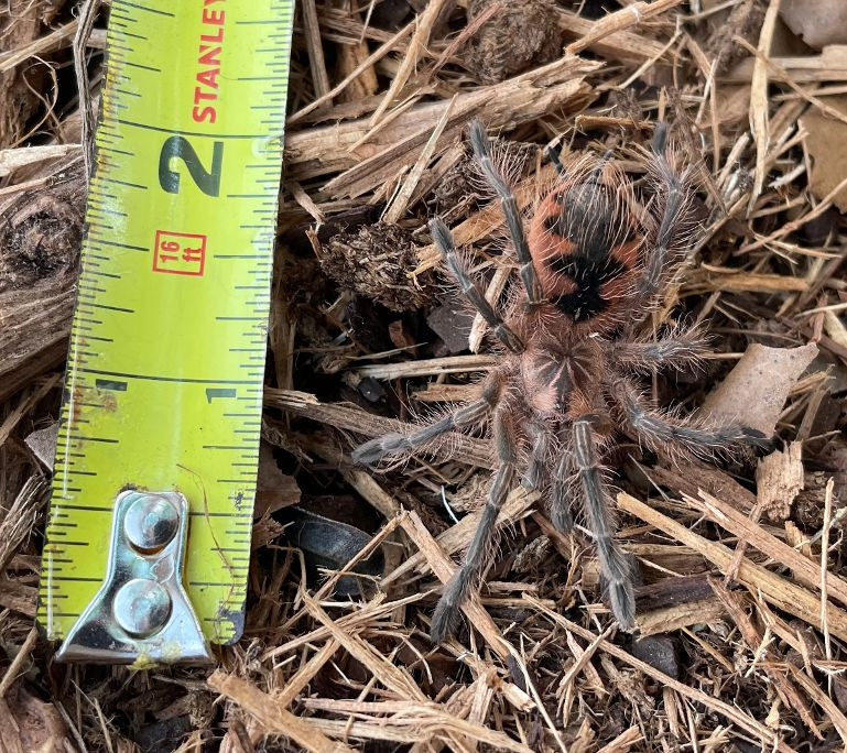 Colombian Purple Bloom Tarantula for sale ( Pamphobeteus machala )