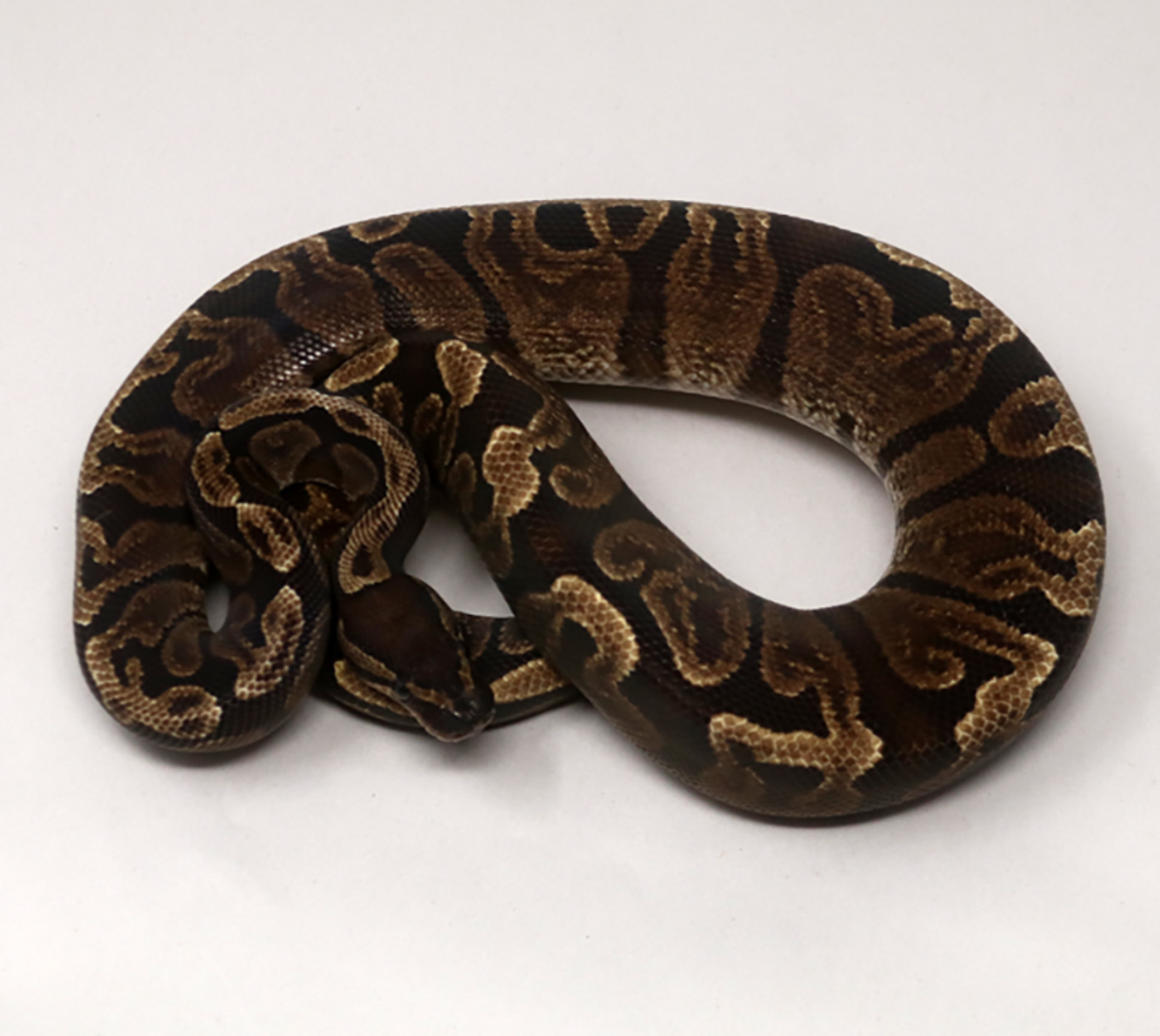 Select Ball Pythons for sale | Snakes at Sunset