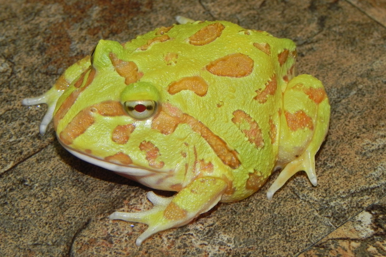 Albino Pacman for Sale