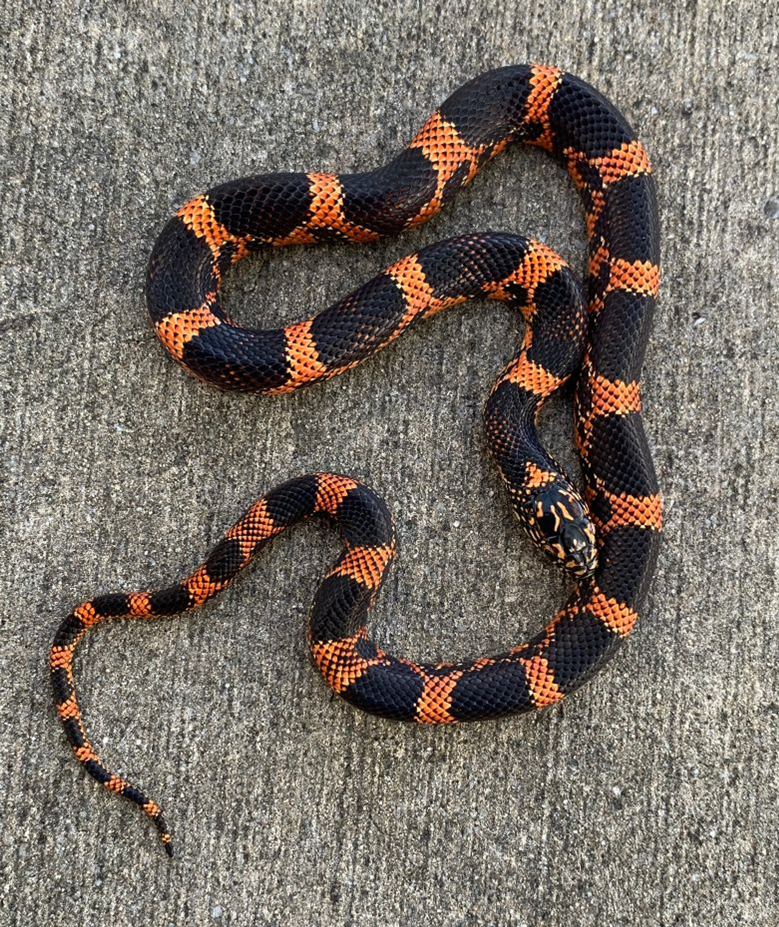 Florida King Snakes for sale Snakes at Sunset
