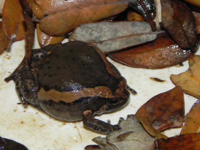 Amazon Milk Frogs for Sale