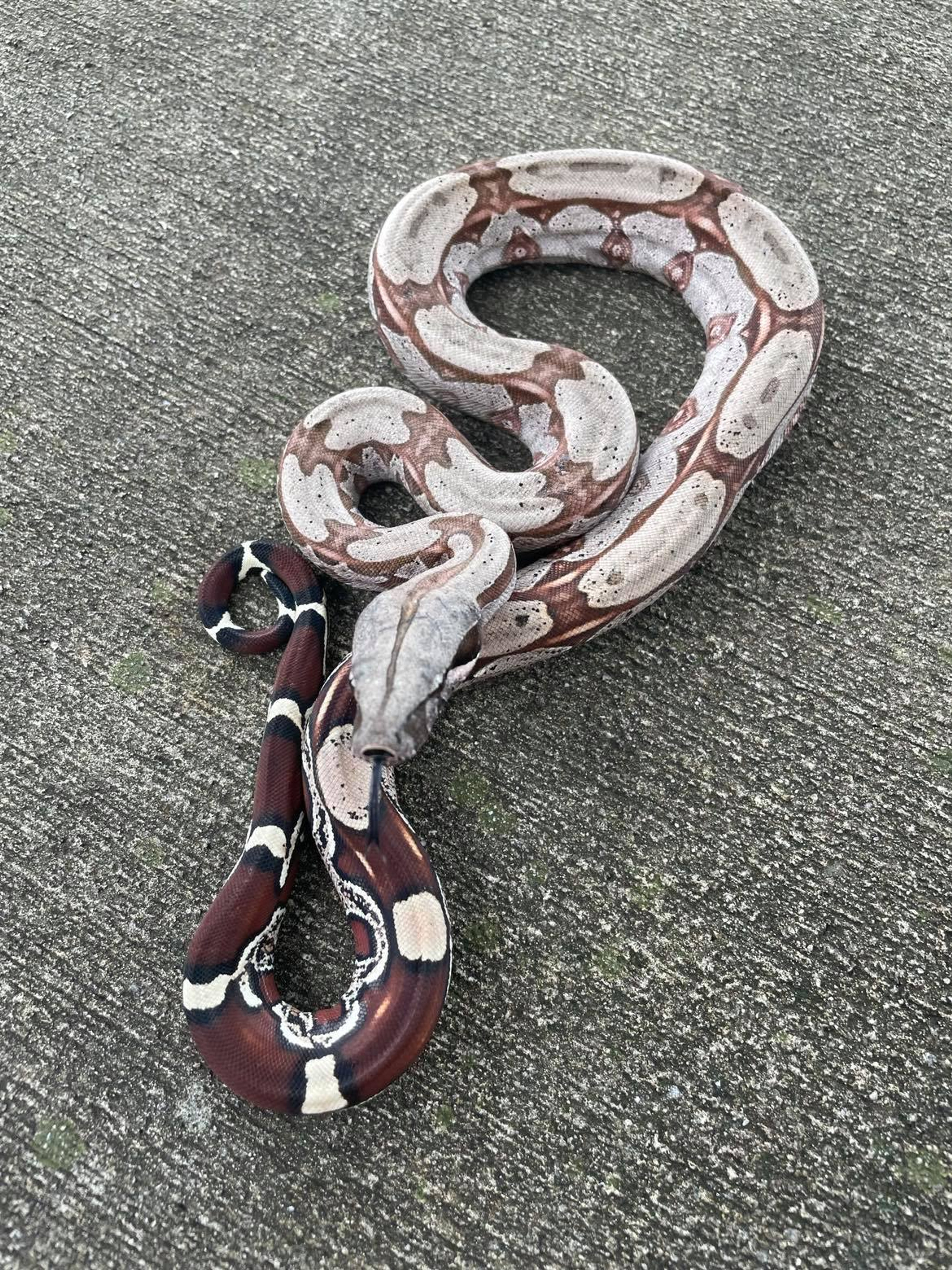 Suriname Red Tail Boas for sale