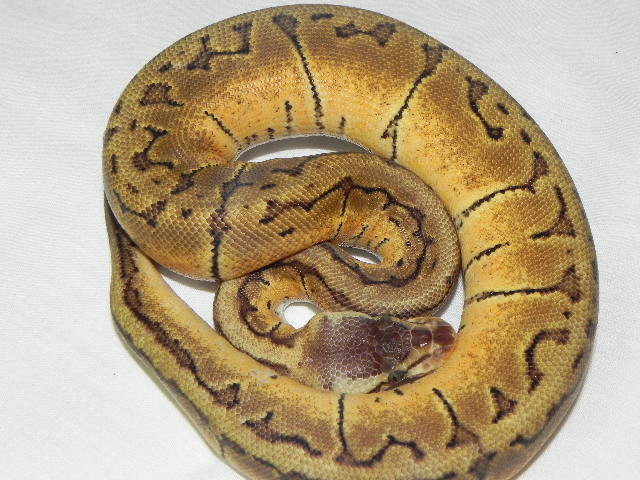 King Pin Ball Python for sale Snakes at Sunset