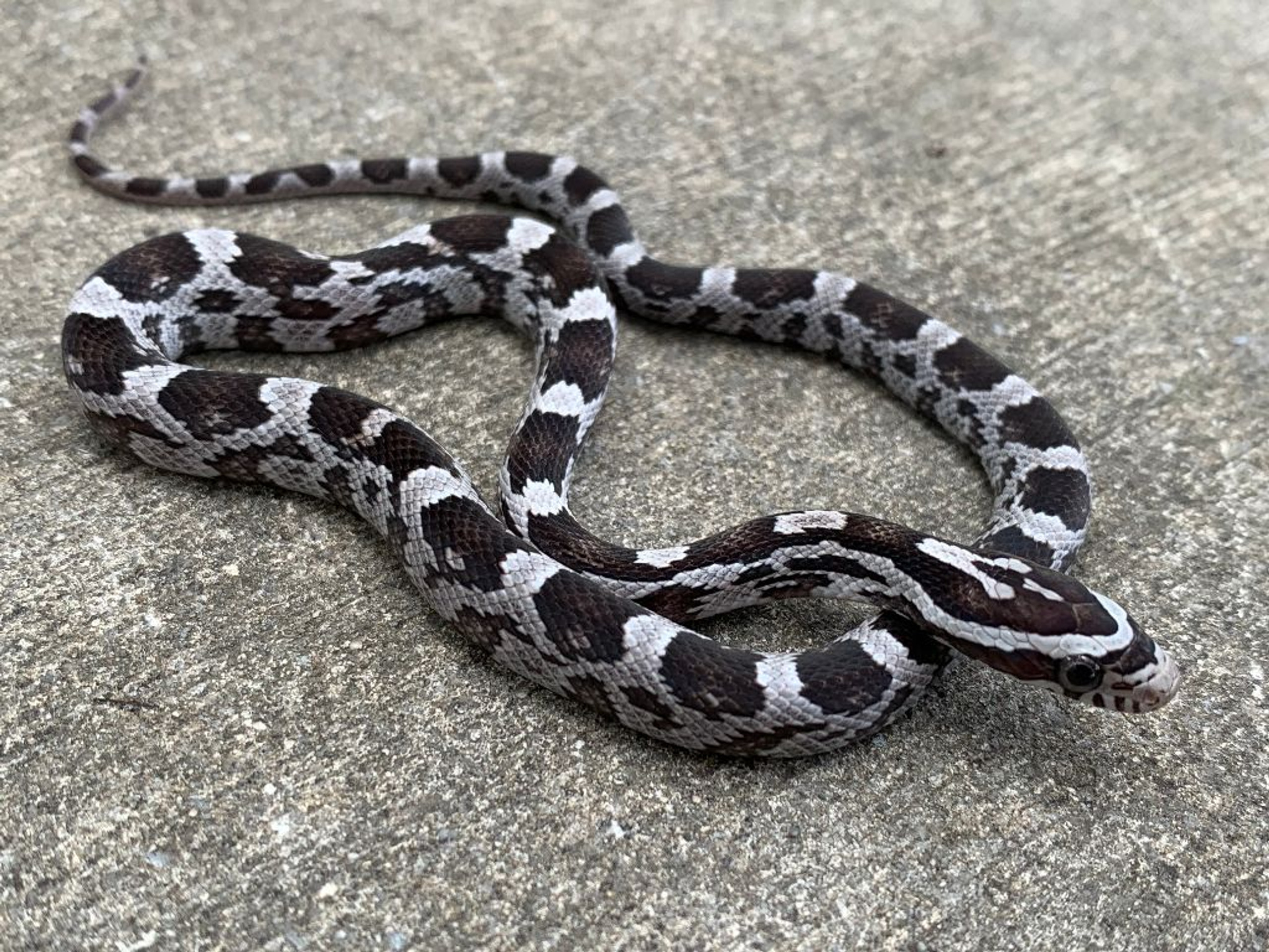 Striped Corn Snake for sale