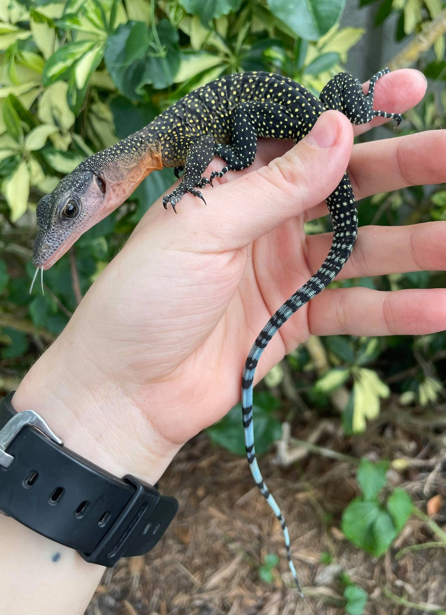Peach Throat Monitor for sale (Varanus jobiensis) Snakes at Sunset