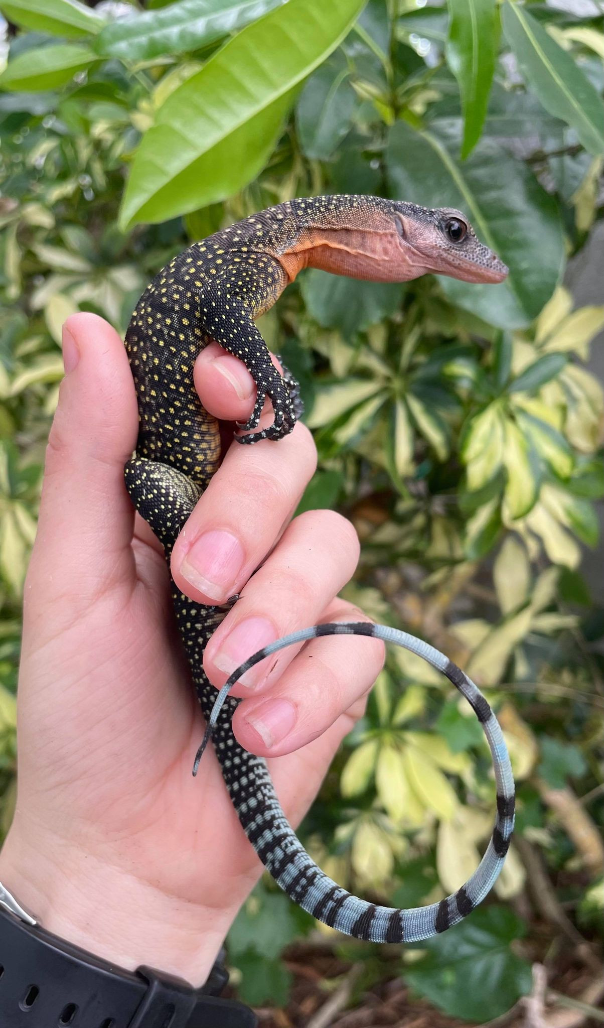 Peach Throat Monitor for sale (Varanus jobiensis) Snakes at Sunset