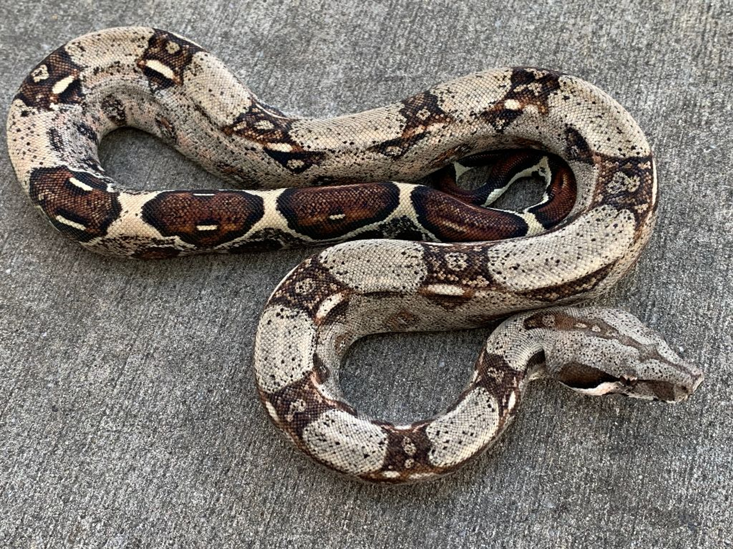 boa constrictor snake.