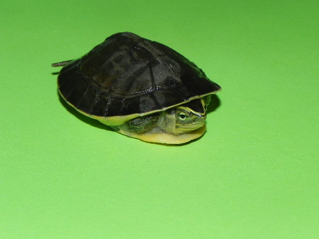 Baby Ornate Box Turtles for sale Snakes at Sunset