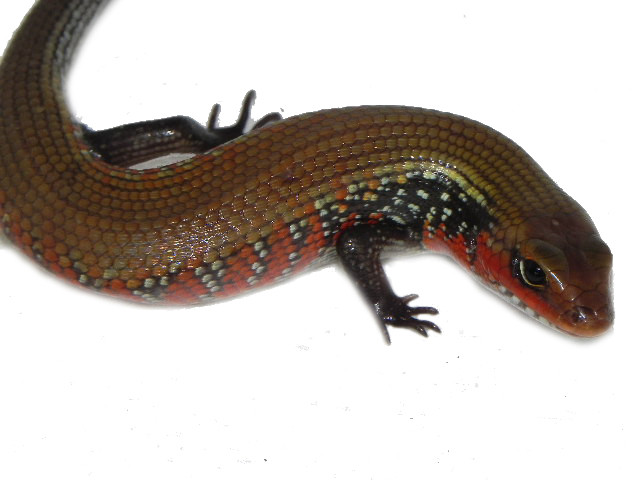 Skinks For Sale Snakes at Sunset