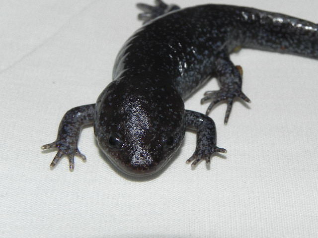 Red Salamanders for sale Snakes at Sunset