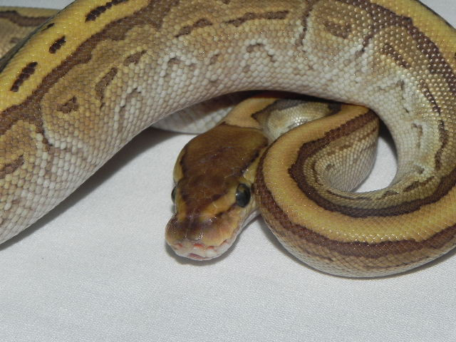 King Pin Ball Python for sale | Snakes at Sunset