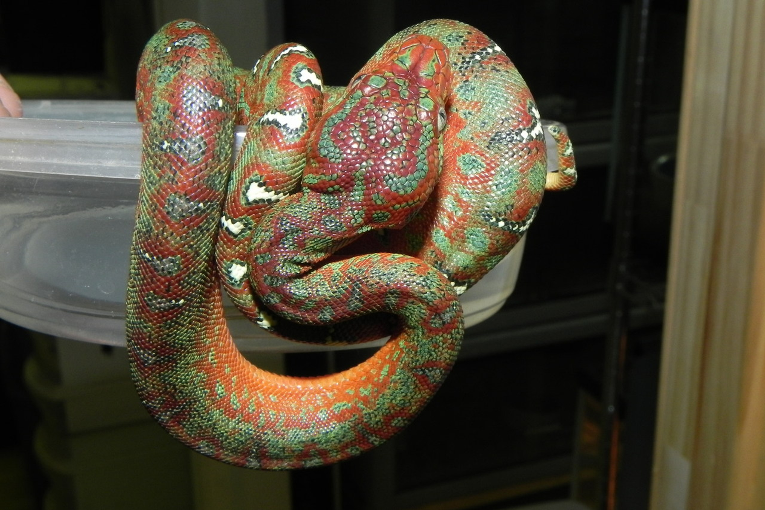 Baby Emerald Tree Boas for sale Snakes at Sunset