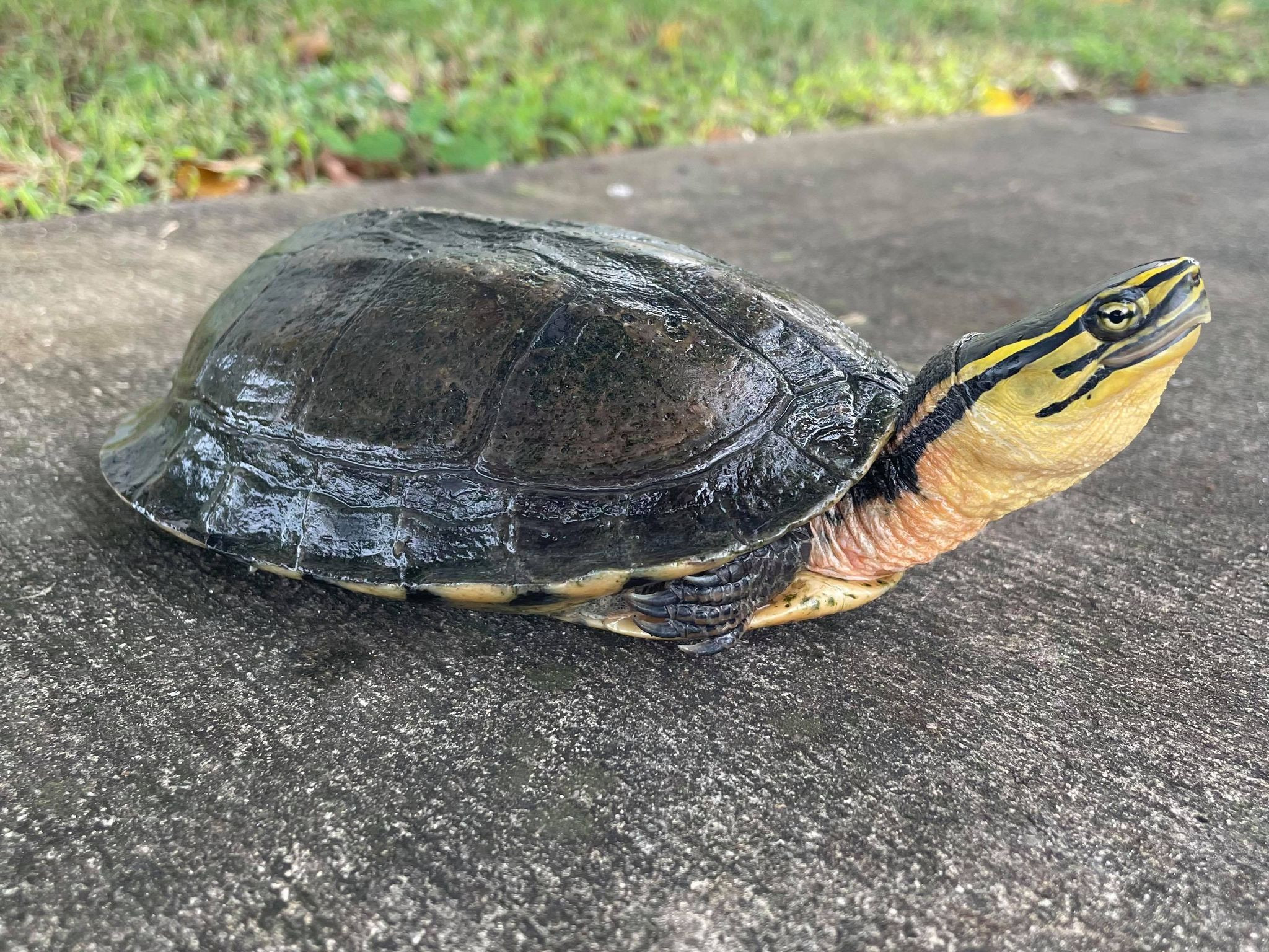 Baby Ornate Box Turtles for sale Snakes at Sunset