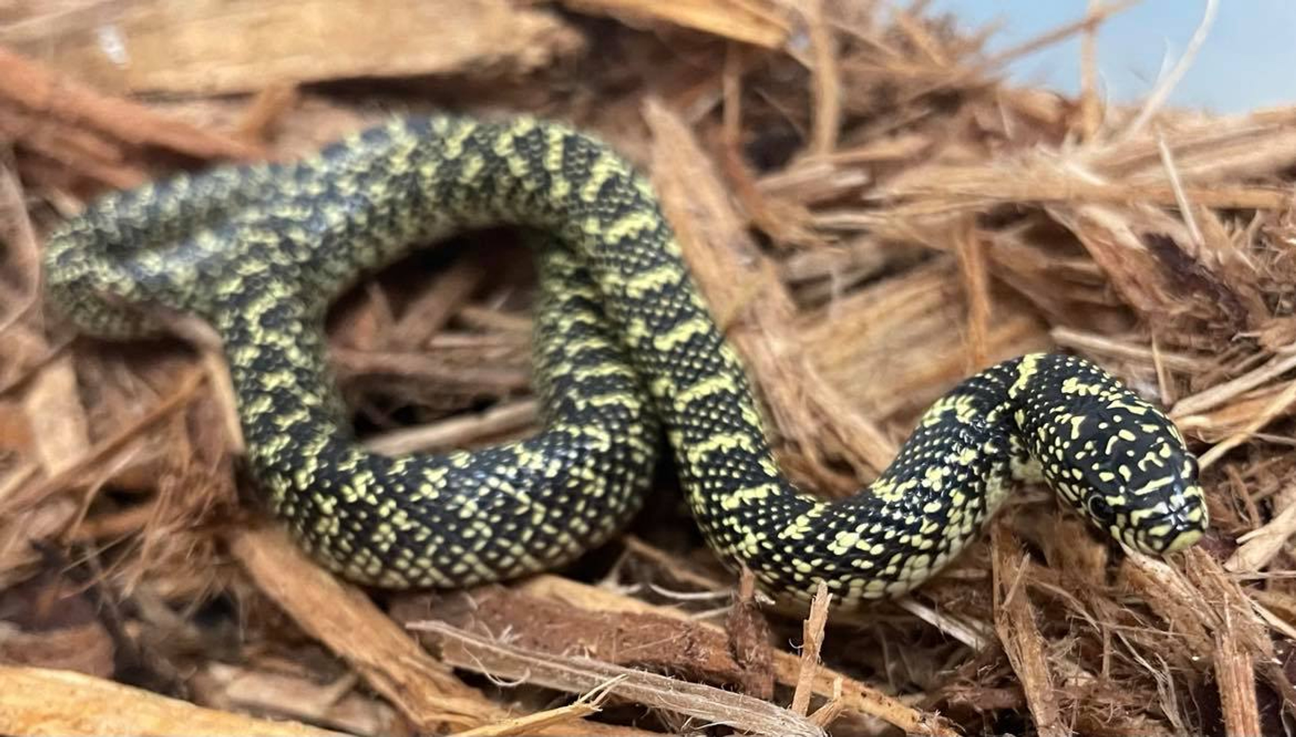 Speckled King Snake for sale Snakes at Sunset
