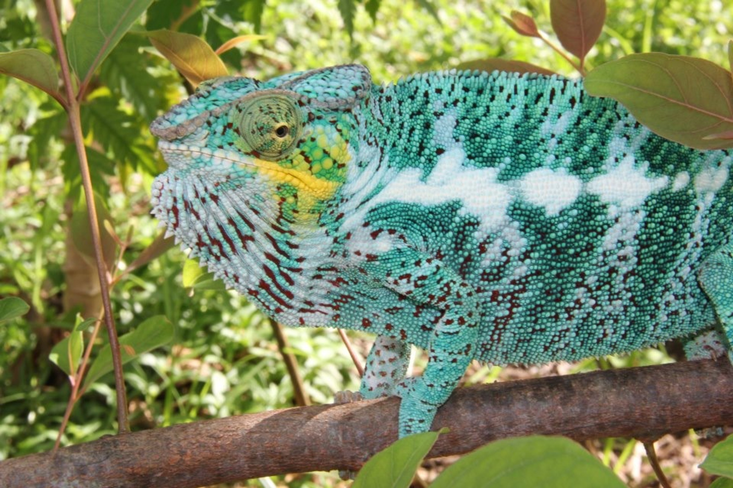 Jacksons Chameleons for sale Snakes at Sunset