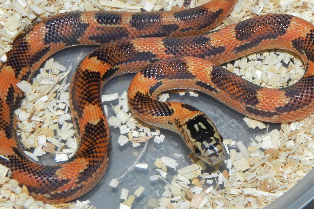 Ghost Florida King Snake for sale Snakes at Sunset