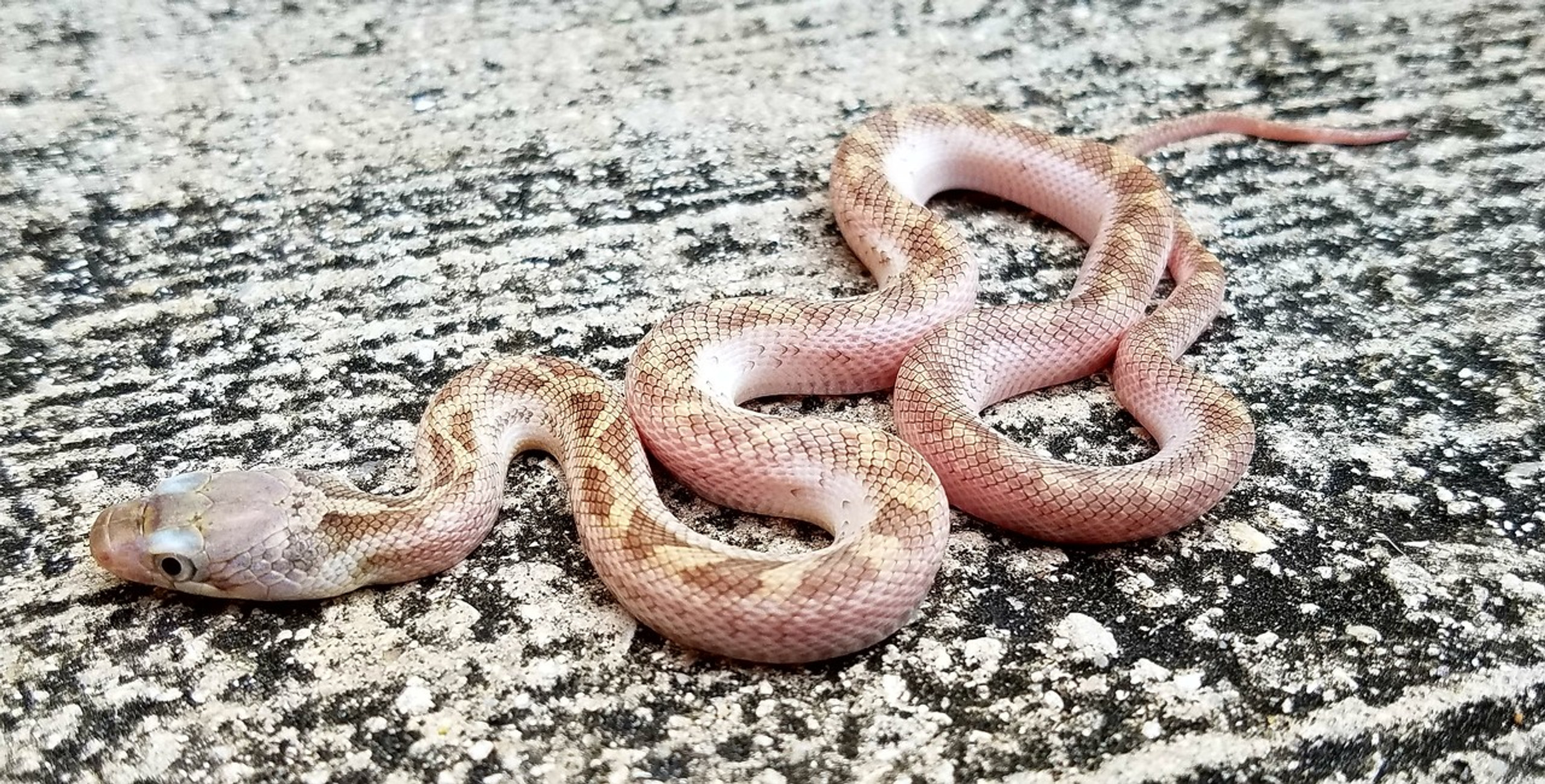 White Sided Black Rat Snake for sale