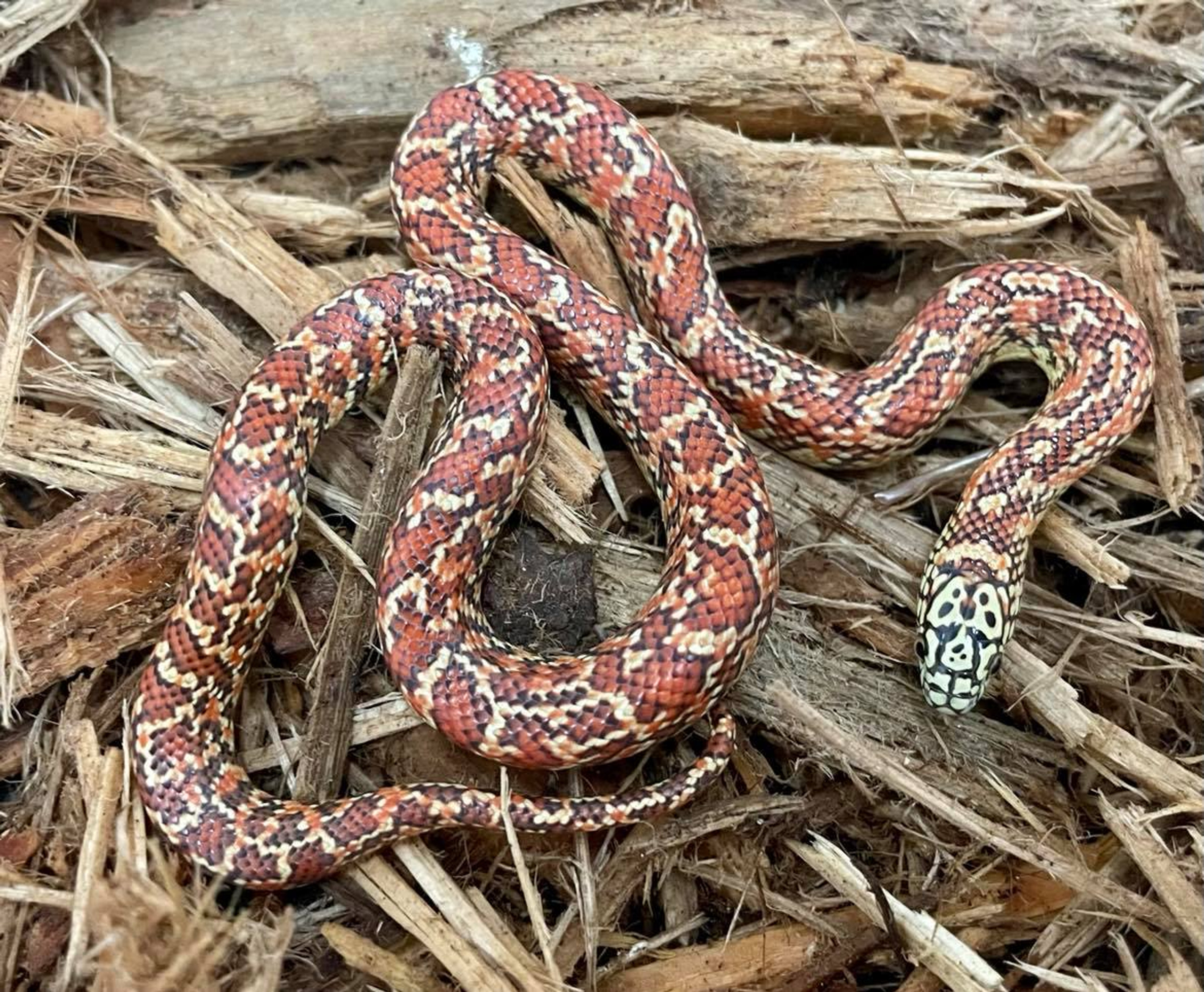 Ghost Florida King Snake for sale Snakes at Sunset