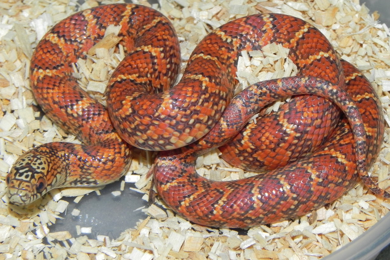 Ultra Mosaic Florida King Snake for sale | Snakes at Sunset