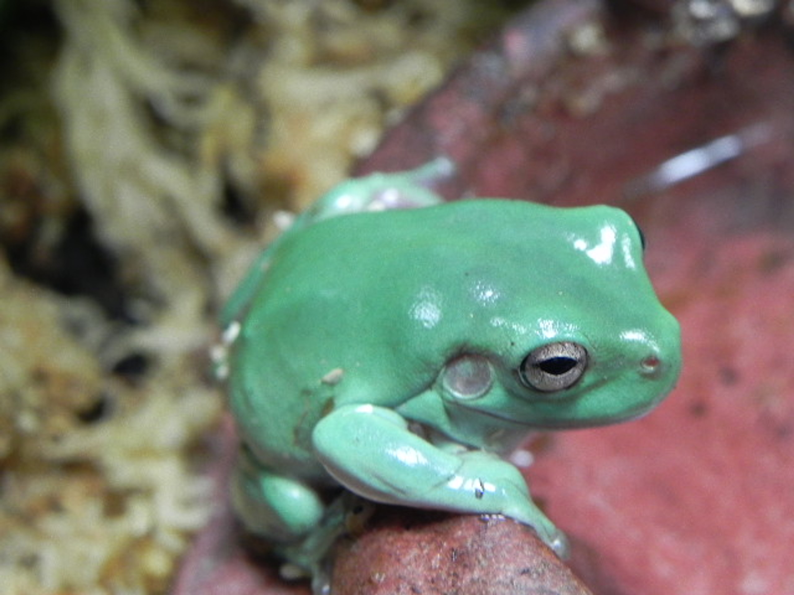 Baby Blue Whites Tree Frogs for sale