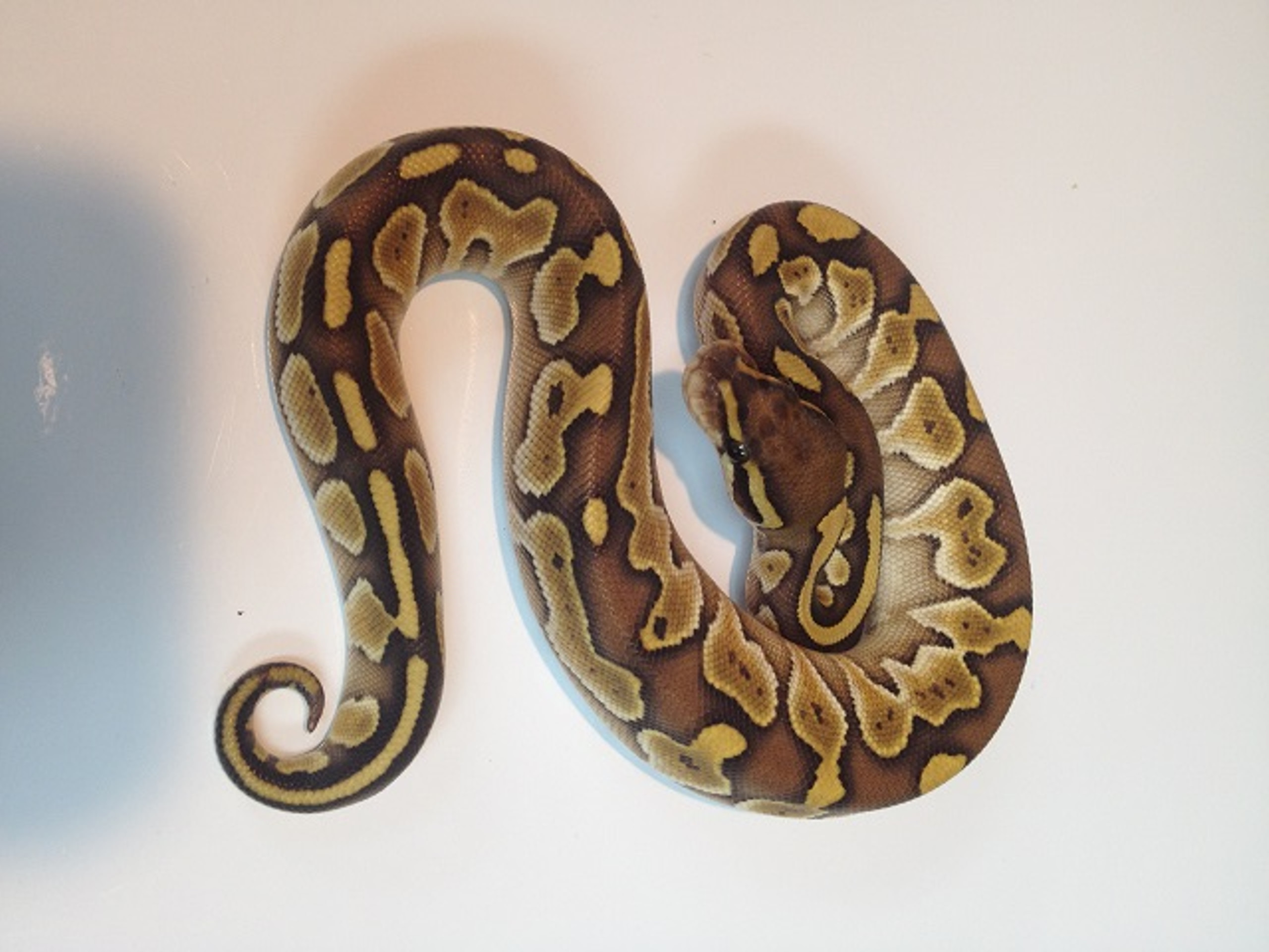 Pastel Lesser Ball Python Male for sale