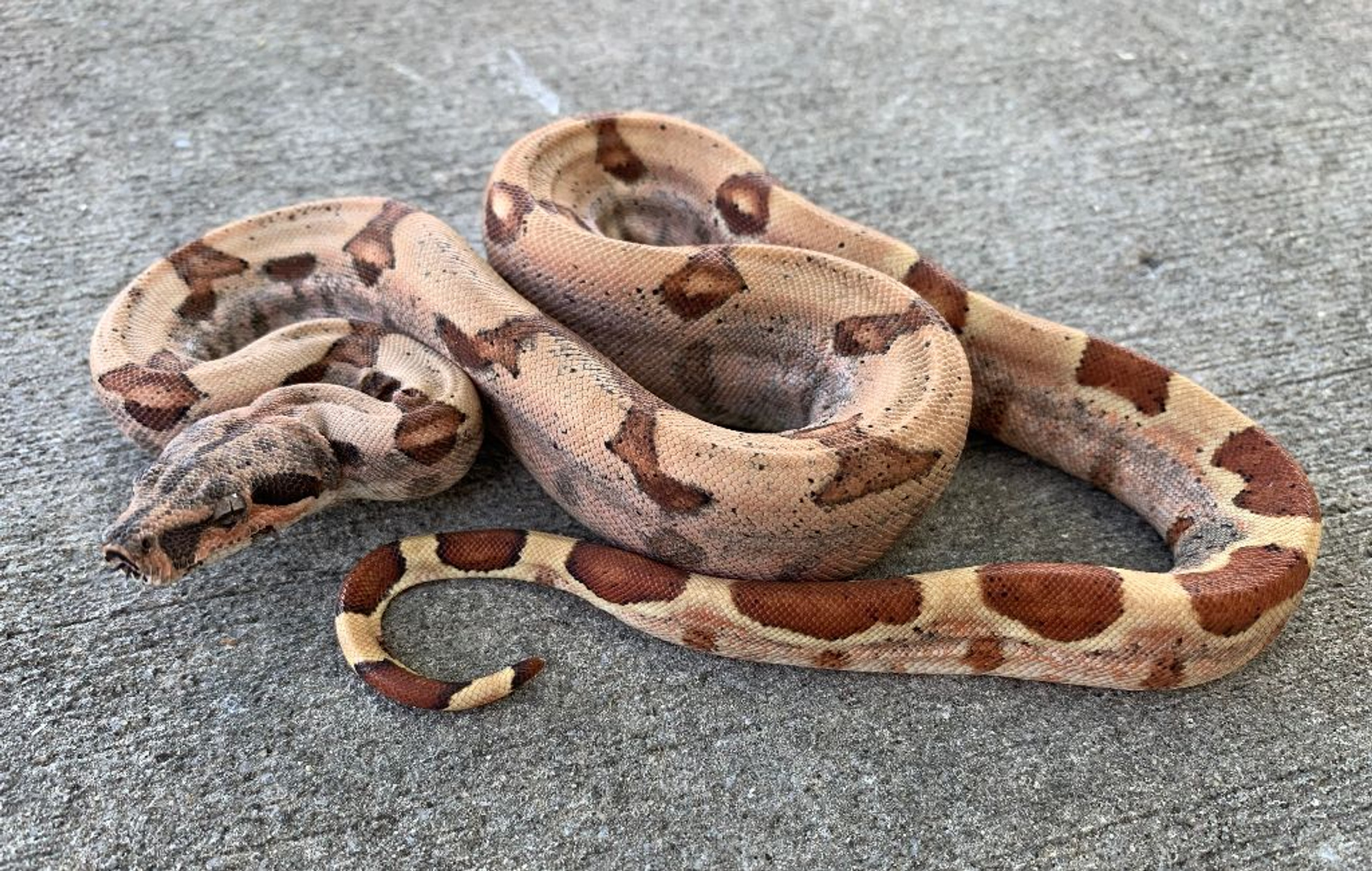 hypo colombian red tail boa