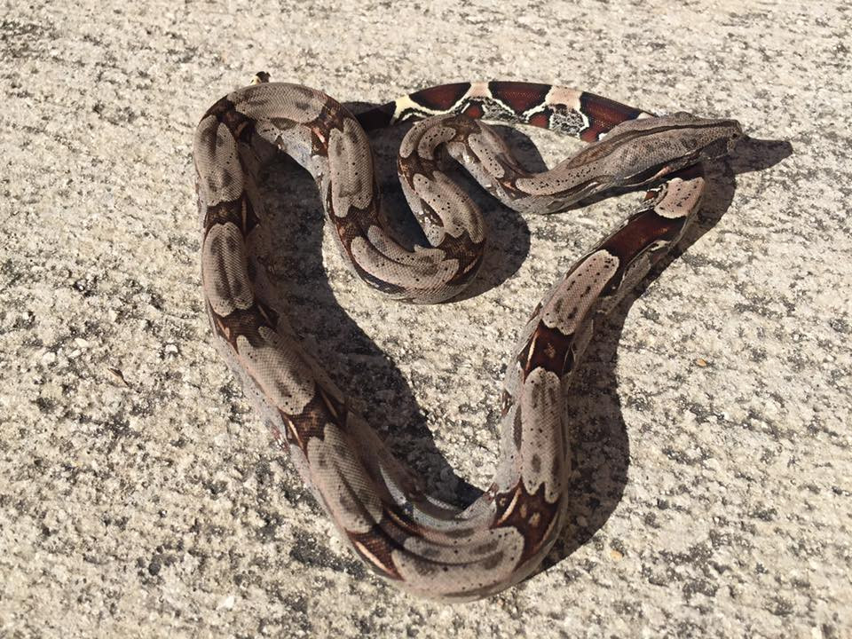 Baby Guyanan Red Tail Boas for sale