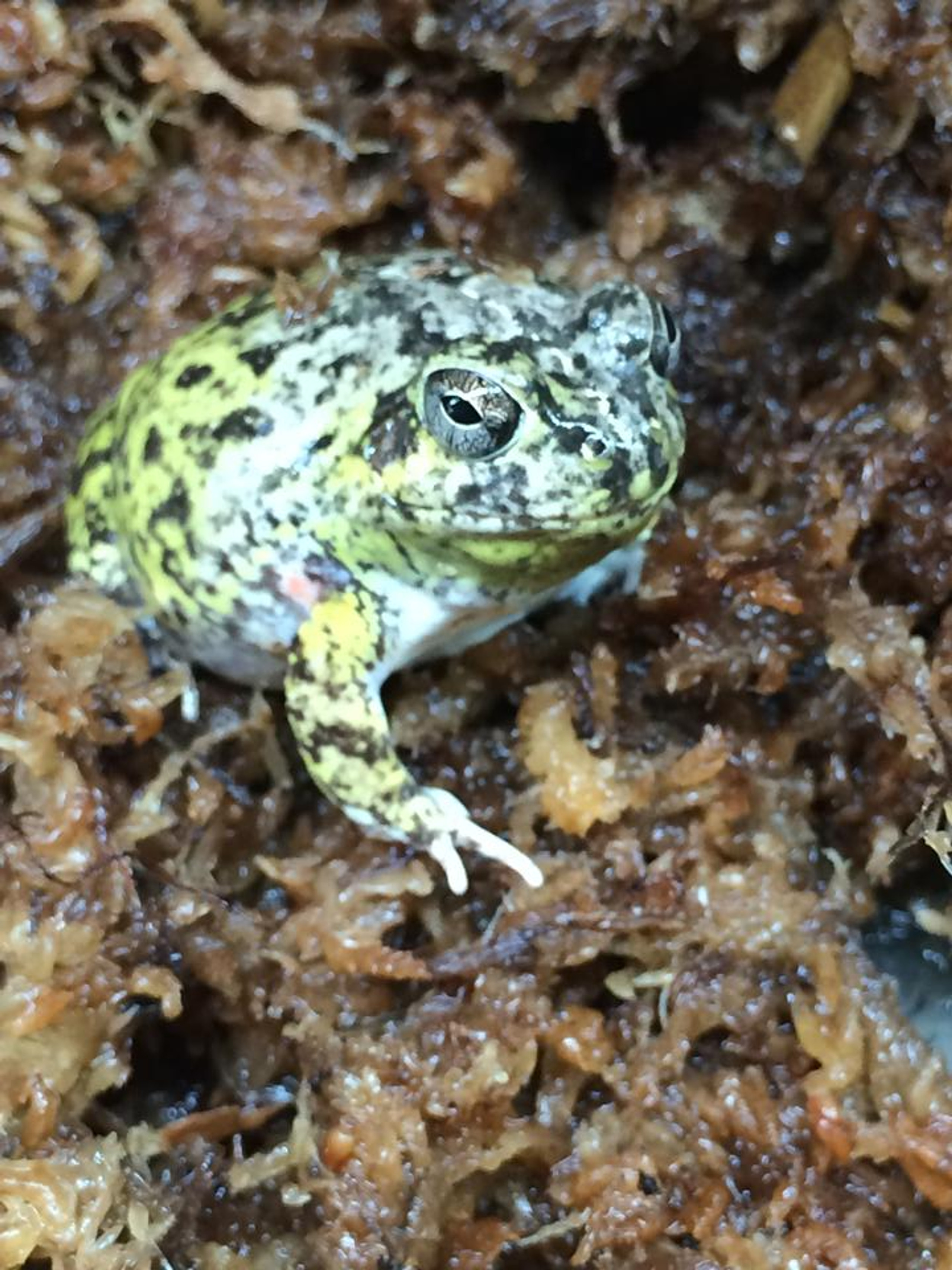 Frogs For Sale