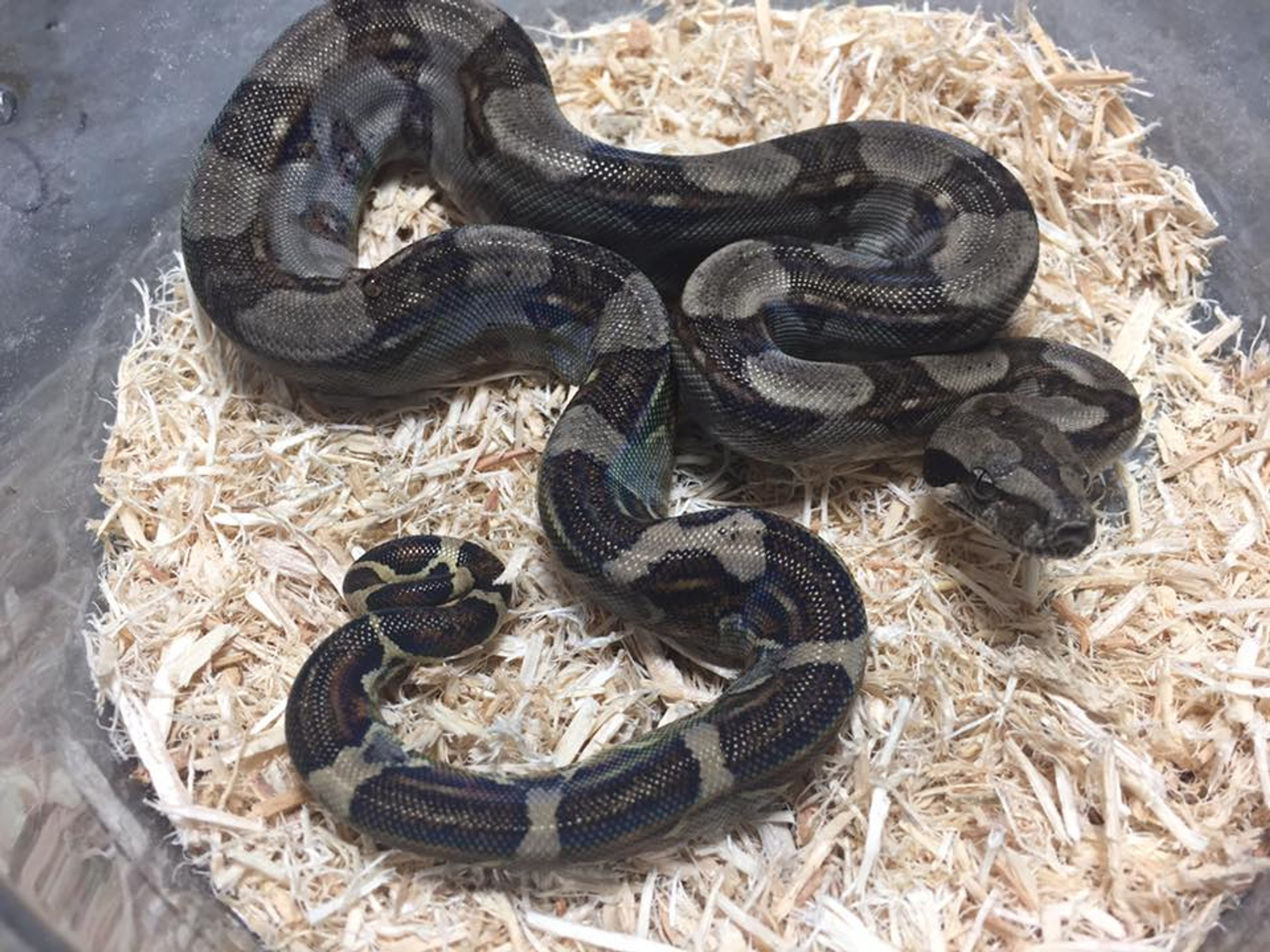 boa constrictor baby for sale