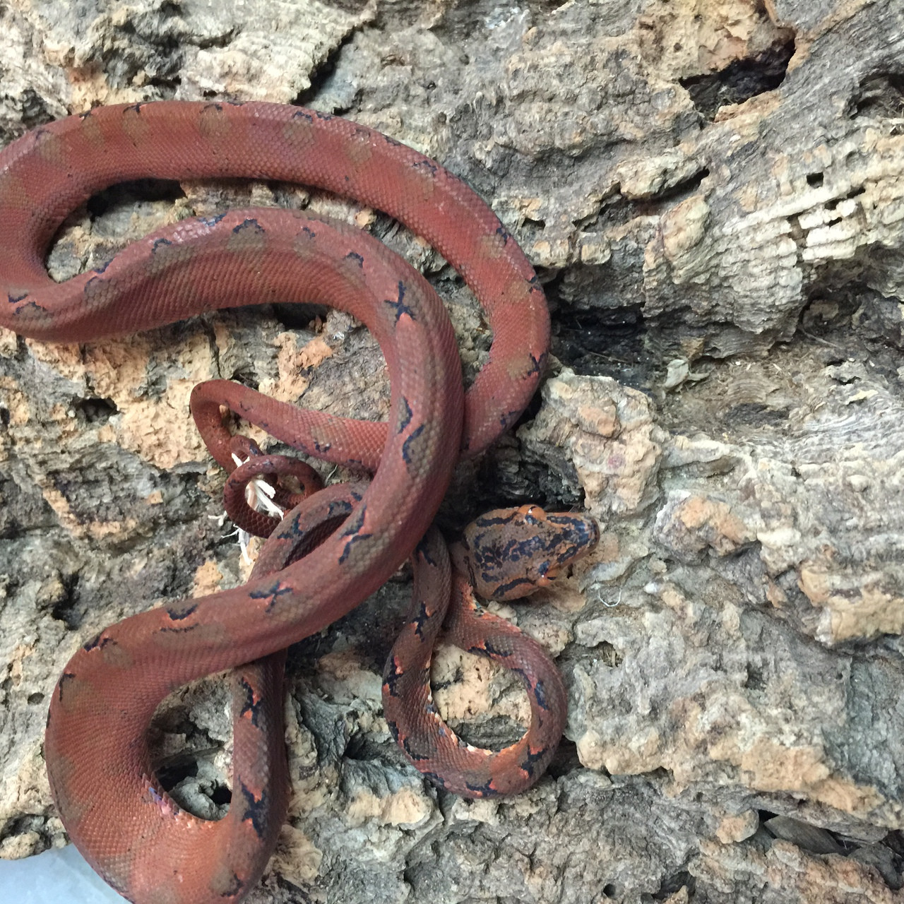 Garden Phase Amazon Tree Boa for sale Snakes at Sunset