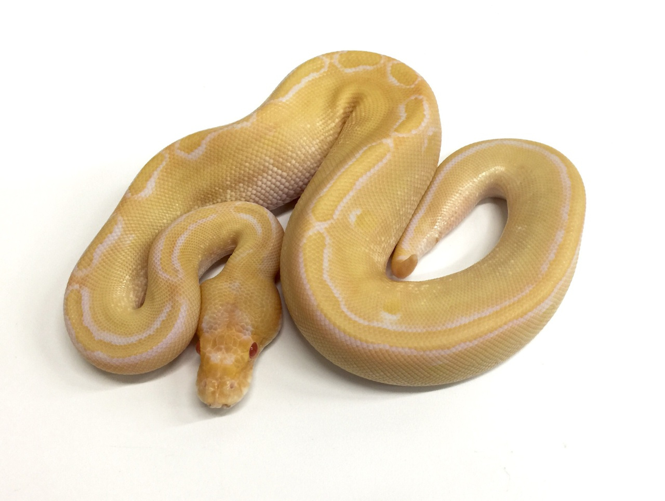 Albino Champagne Ball Pythons for sale | Snakes at Sunset